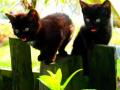 kotek czarny 035